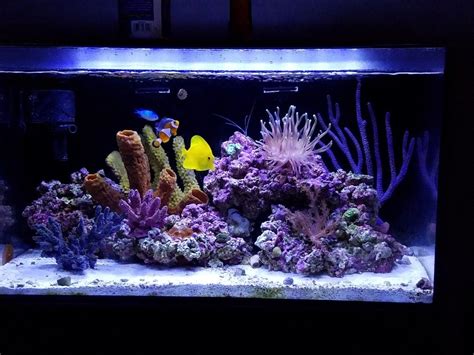 12 Saltwater Fish Ideas For a 20.